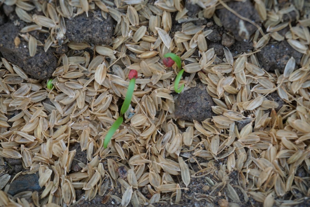 芽が出た芽が出た🌱