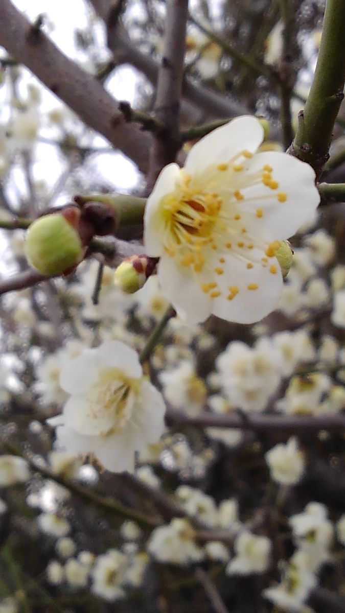 ☆春を告げるお花たち☆