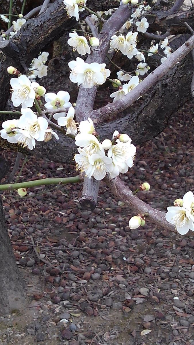 ☆春を告げるお花たち☆