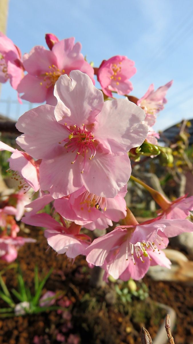 🌸春めく庭🌸