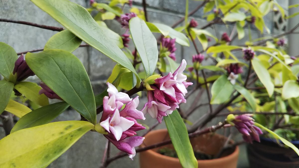 毎日お花が増えていきます✨