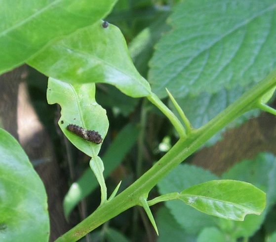 嘆きのアスパラ（３枚目は虫です）