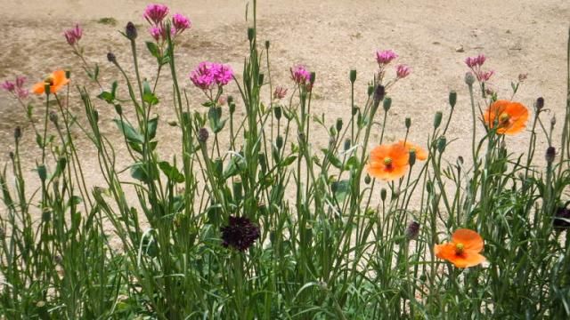 草花も咲き始めました。^^