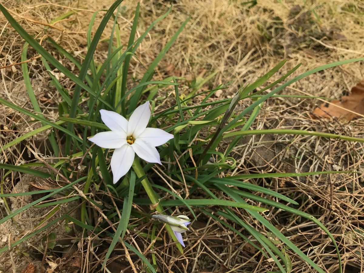 ベロニカ咲いた〜