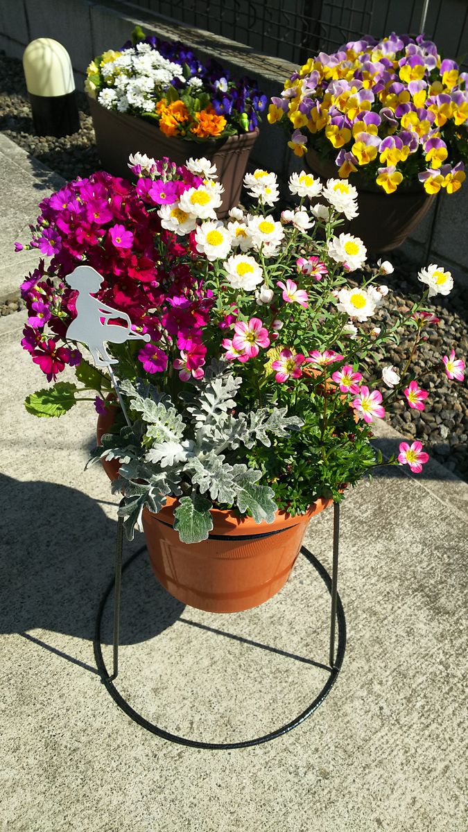 花かんざしと雲間草