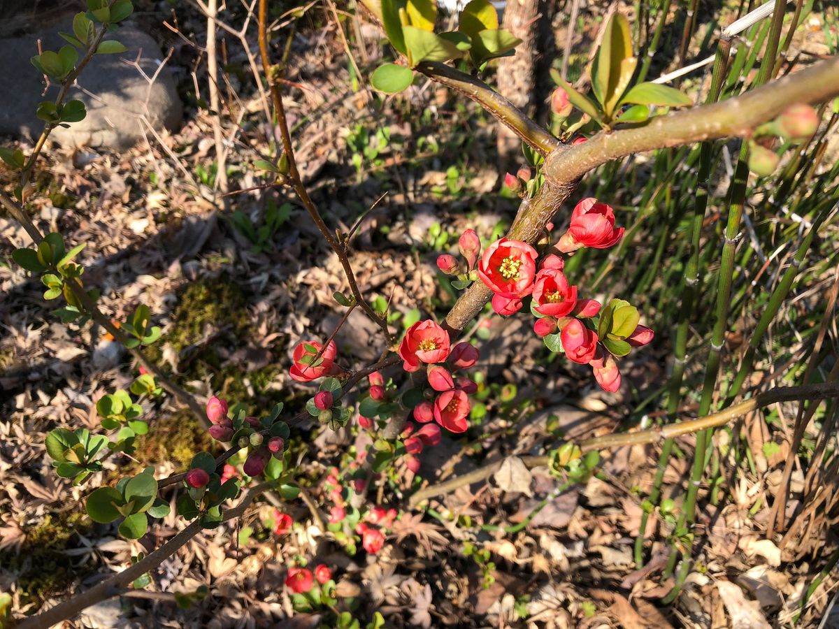 紅い花3種