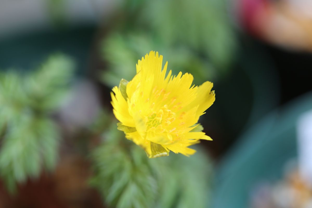 黄花咲く