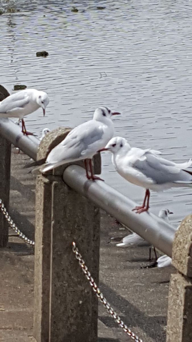 ふくおかルーバルガーデン2～春🌷の庭便り❗ゆりかもめ🐦さんもうすぐ旅立ちだね