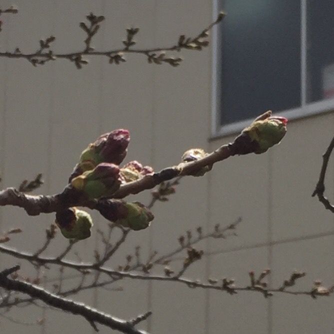 公園の花