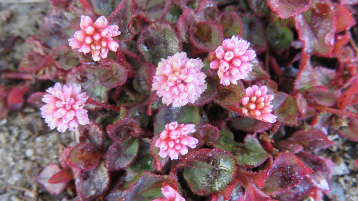 海への散歩で出会った植物6⃣