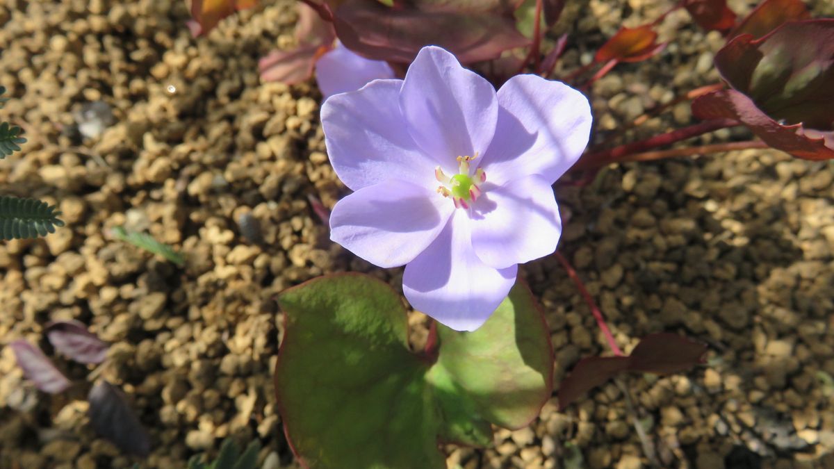 🌸竜田草咲いていました～🌸