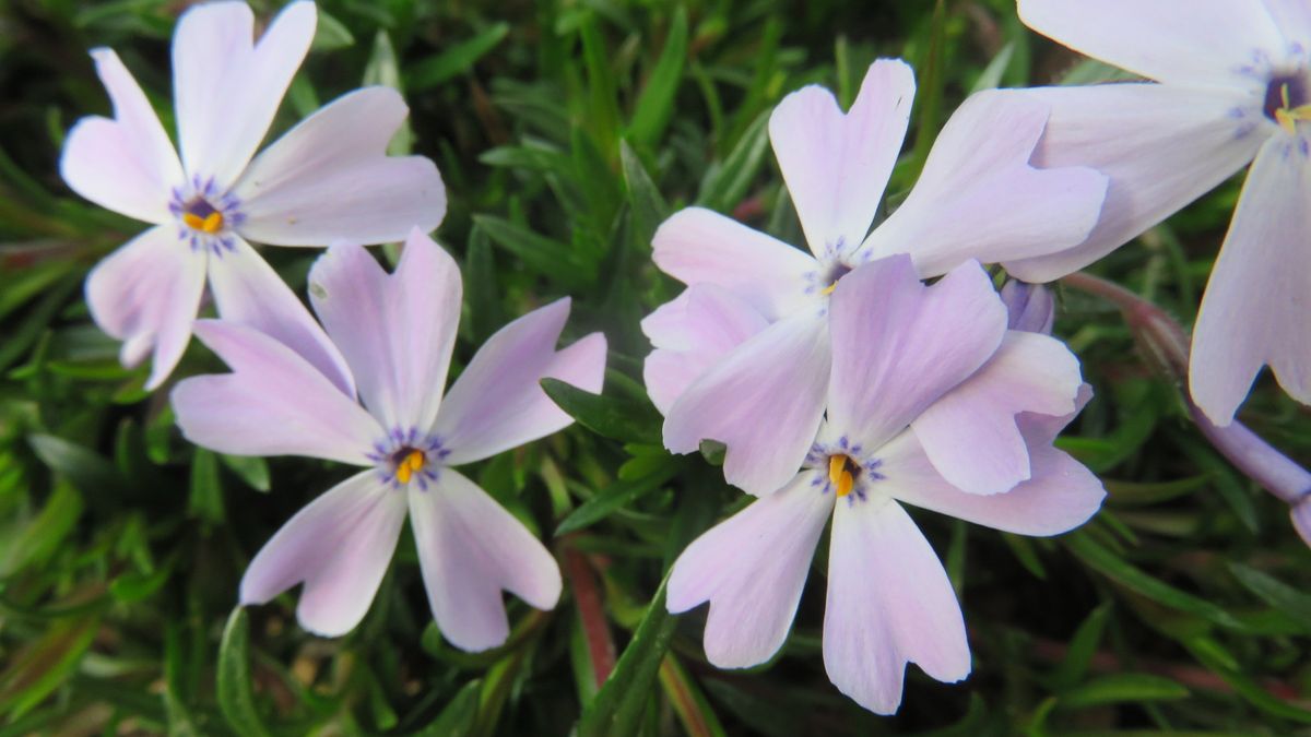 芝なんておこがましいポイント芝桜