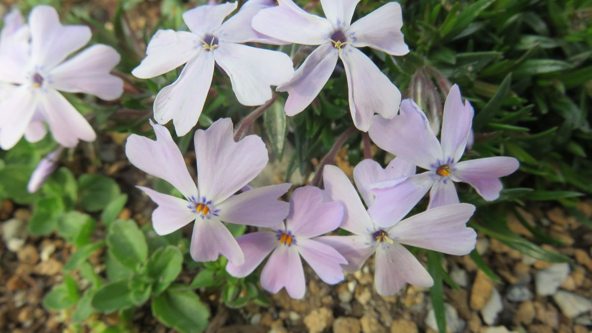 芝なんておこがましいポイント芝桜