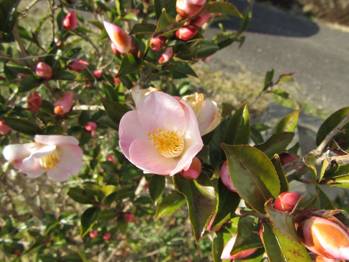 由愛(ゆめ)の花日記♪