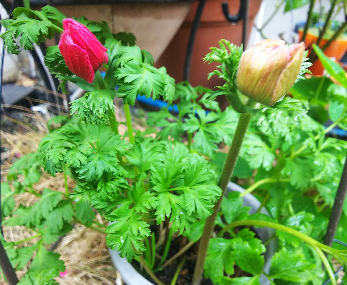 アネモネが色付きました🌿