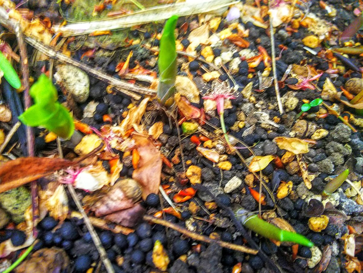 鈴蘭の芽が出てきたところです🌱