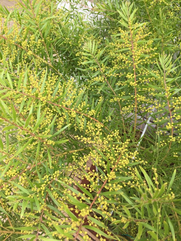 やっと…ミモザ開花宣言✿