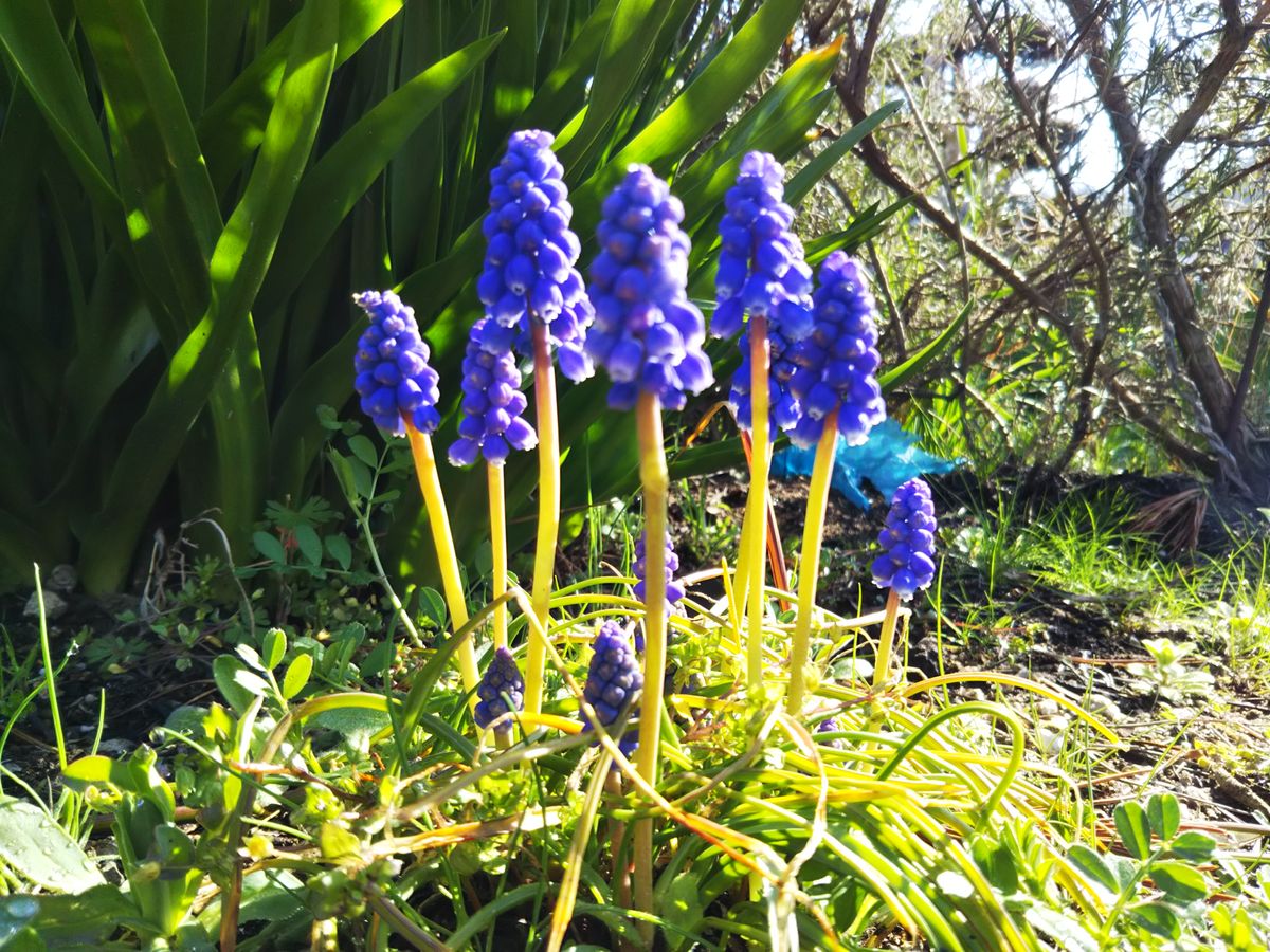 地植えの花✨