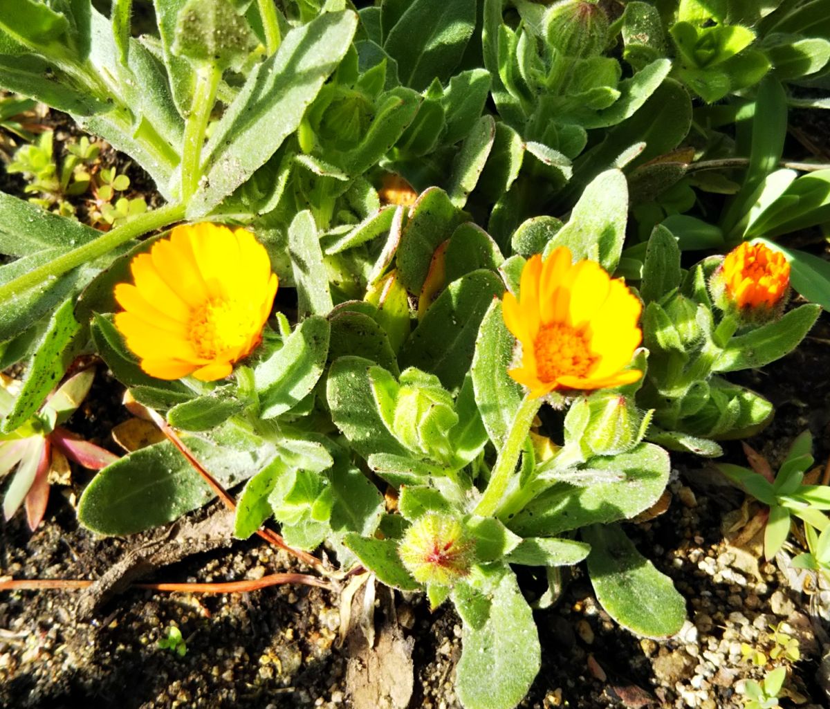 地植えの花✨