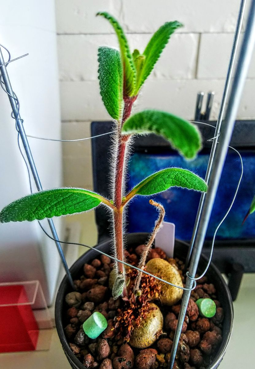 クロちゃんの観葉植物☺️