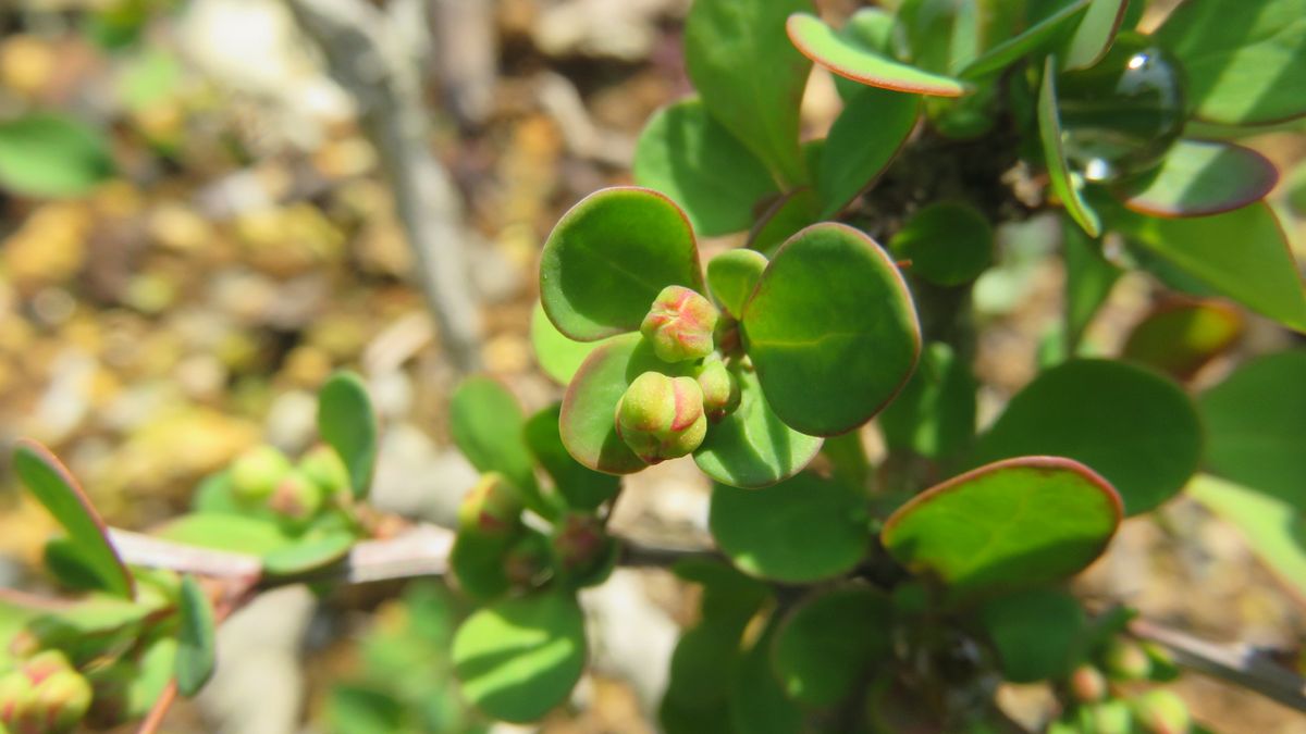 目木の新芽と蕾