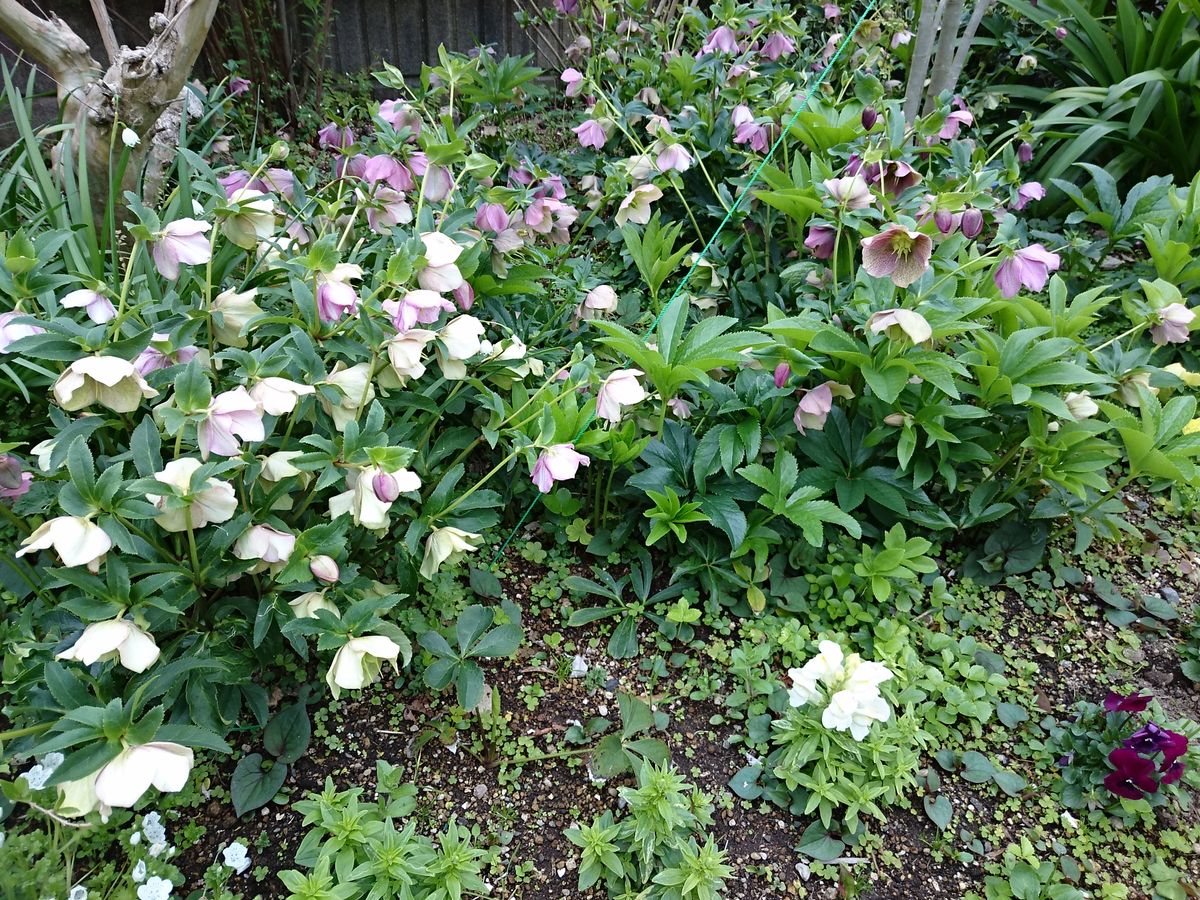 宿根草の芽吹き  2