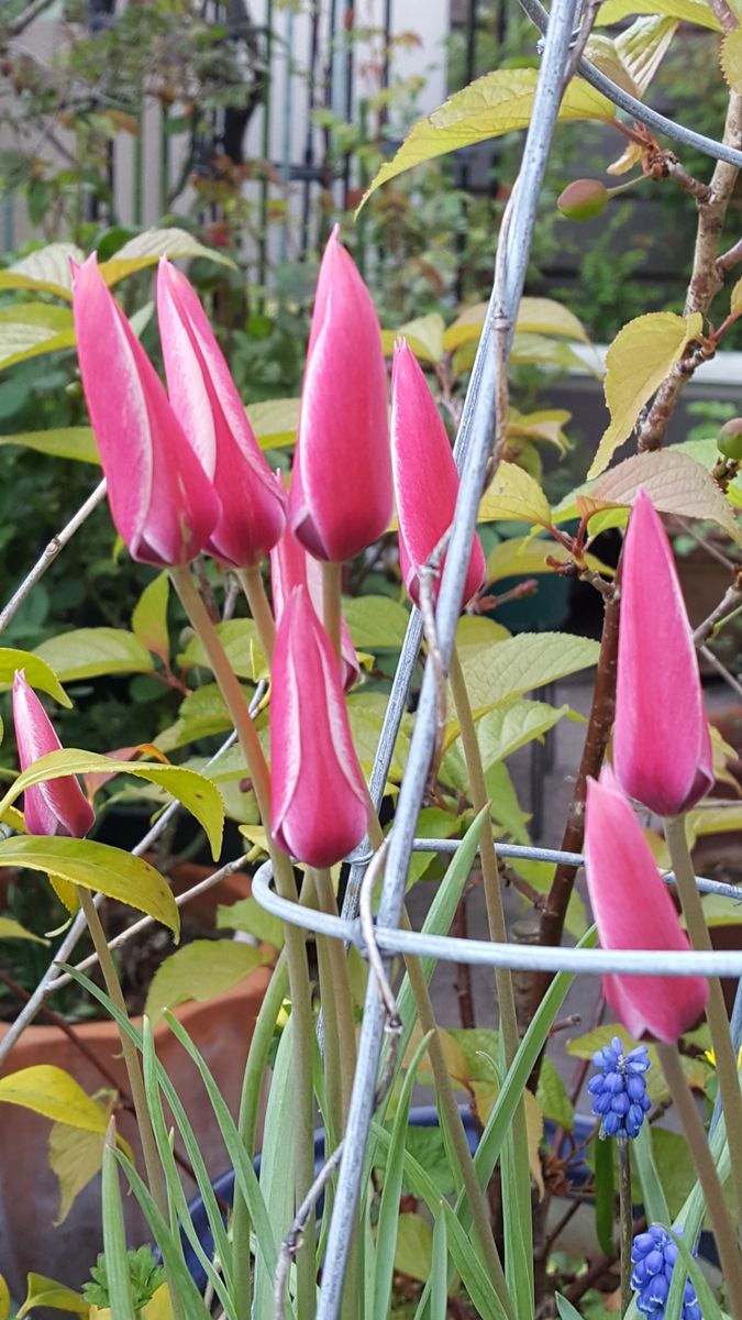 ふくおかルーバルガーデン2～春🌷へ❗優しいイカリソウの初花💠です。