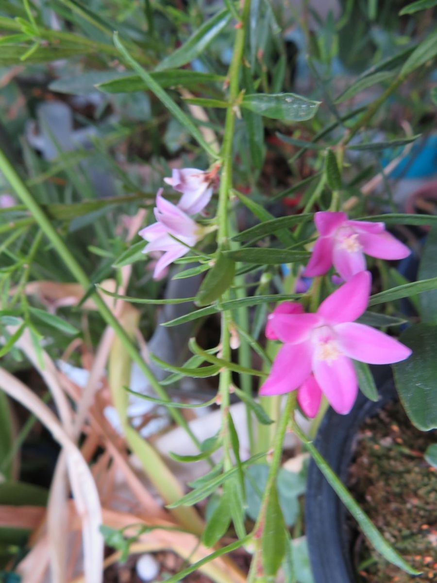 室内の花