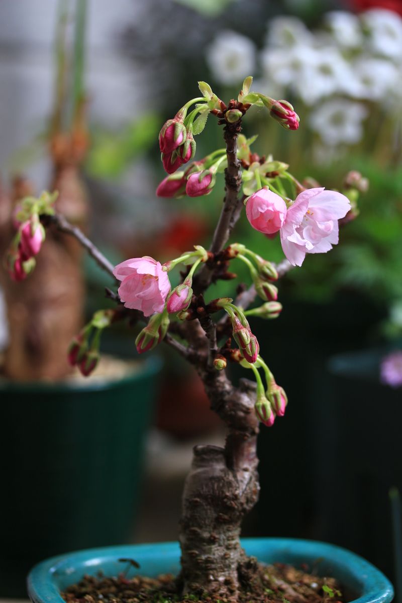 小鉢の桜も満開