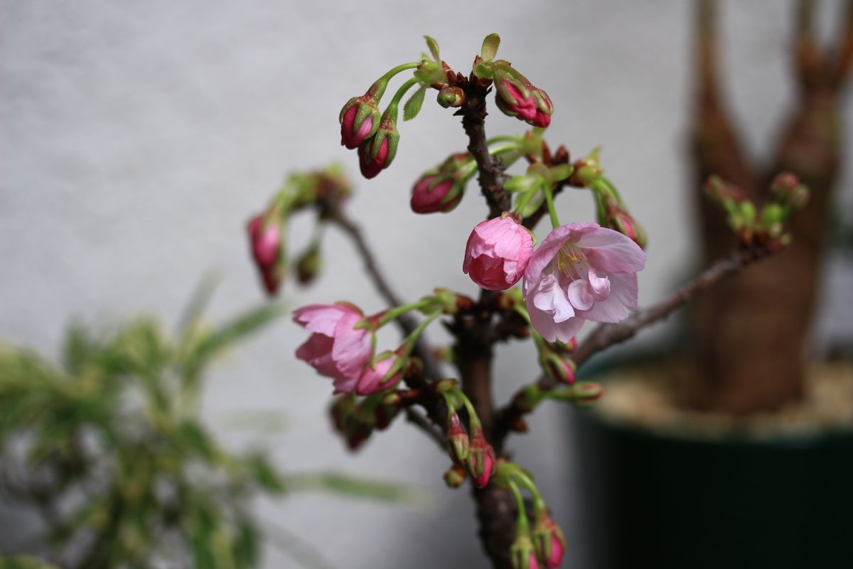 小鉢の桜も満開