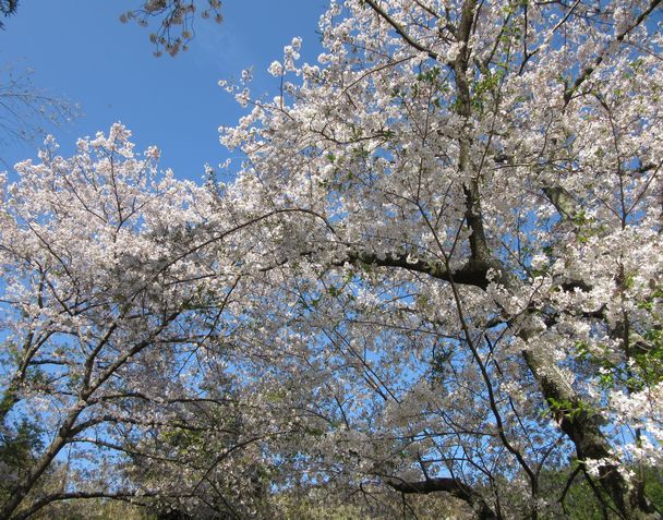 長楽寺の桜並木