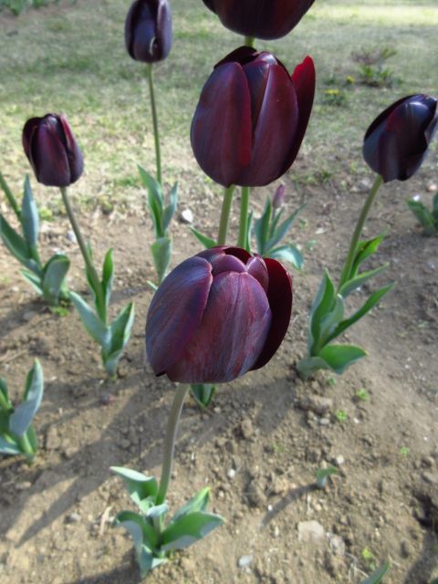 懐かしき、花との再会。