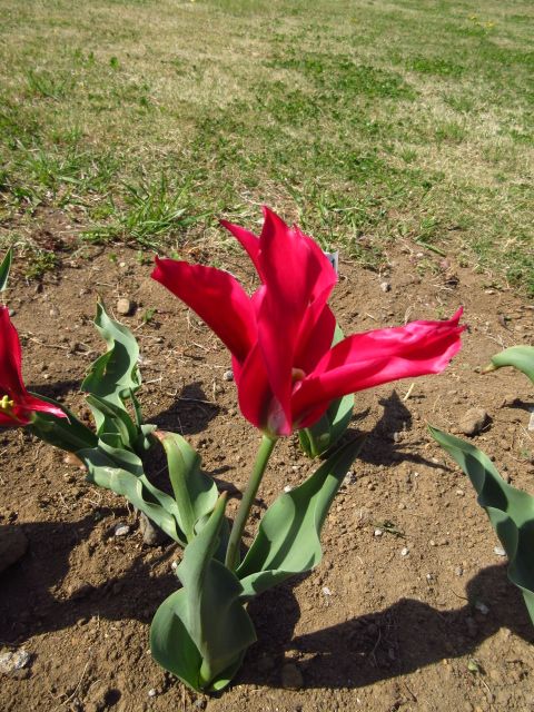 懐かしき、花との再会。