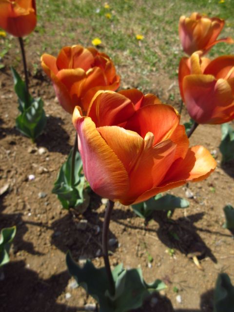 懐かしき、花との再会。