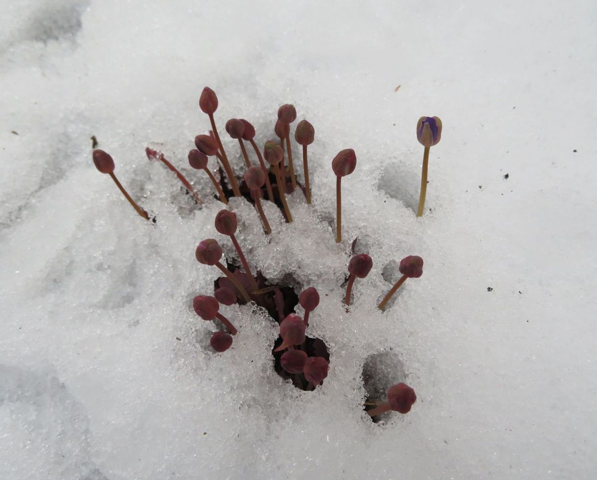 雪中花