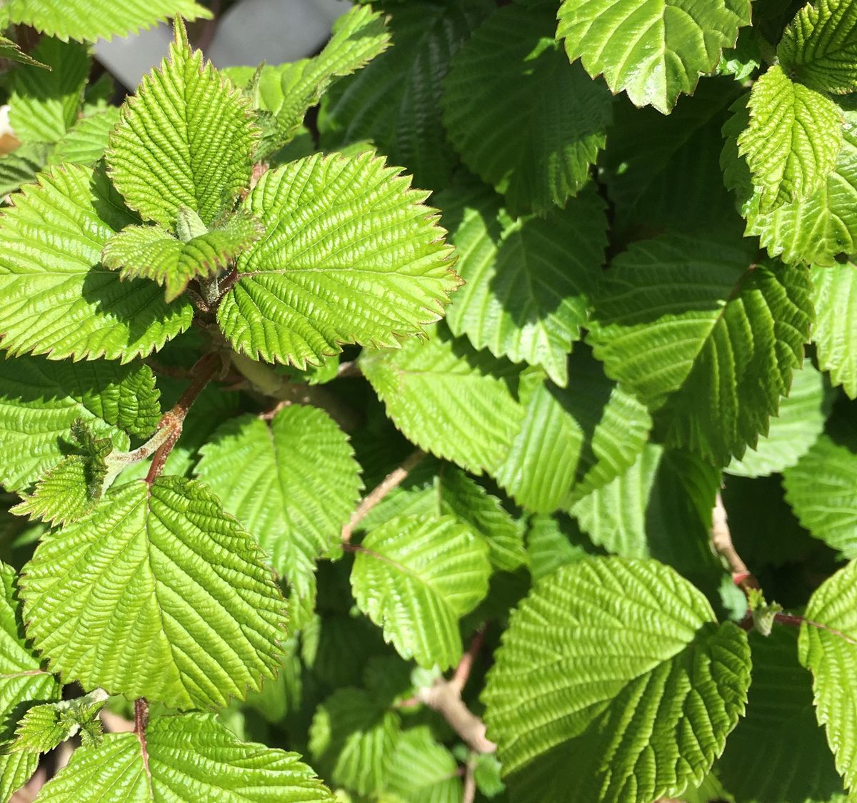 🍀シャンデリアリリー💕