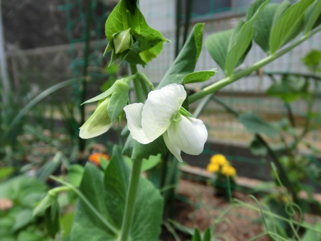 野菜の花が咲いています