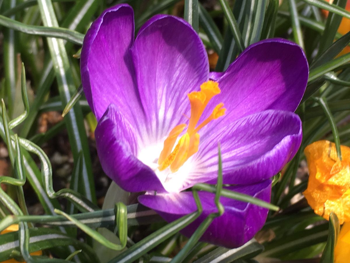 春のお花たち