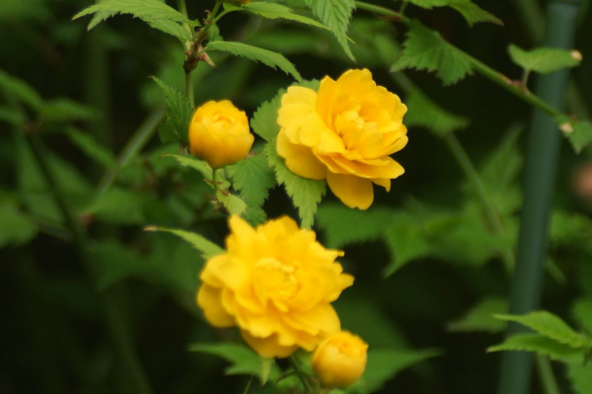 こっとの庭（花木）