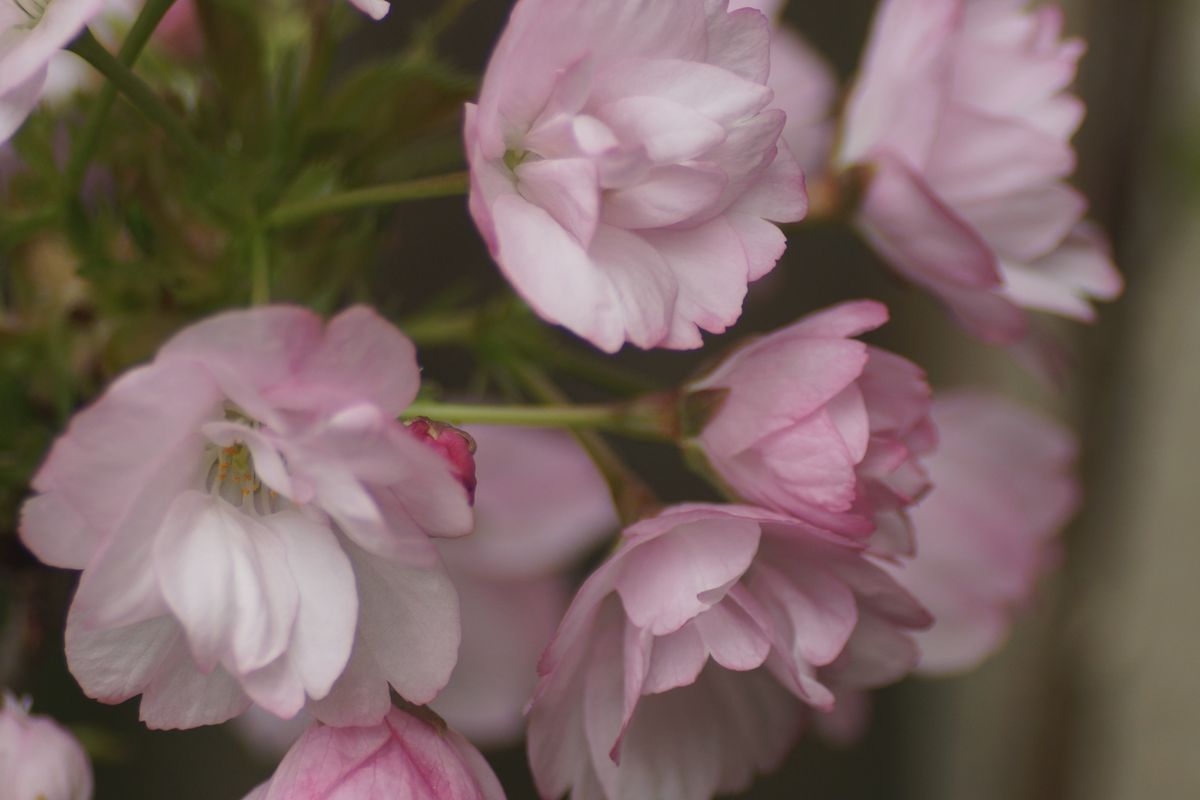 こっとの庭（花木）