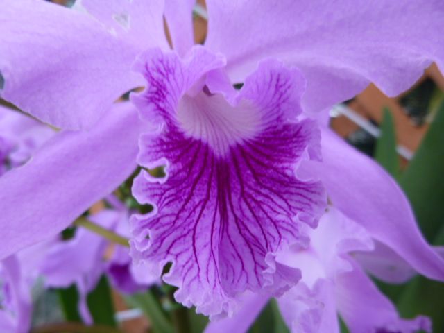 C.lobata fma.coerulea