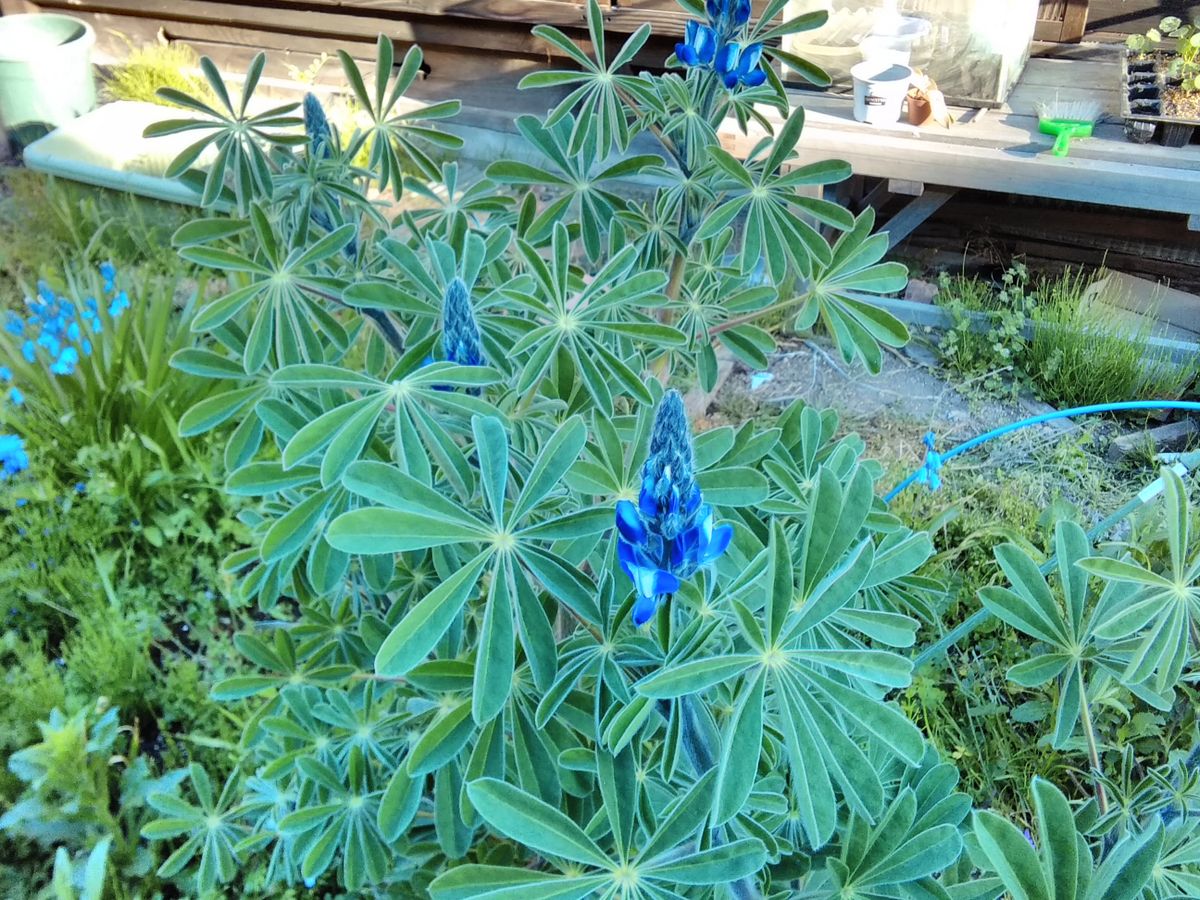 今日の庭の花たち💞