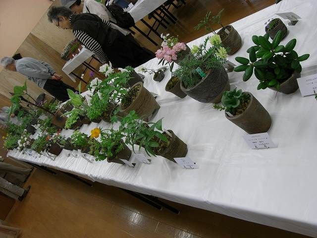 山野草の展示会に・・