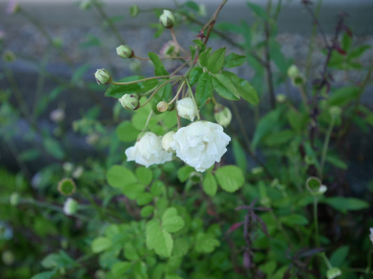 開花の白