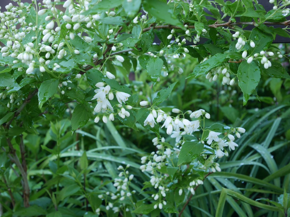 開花の白