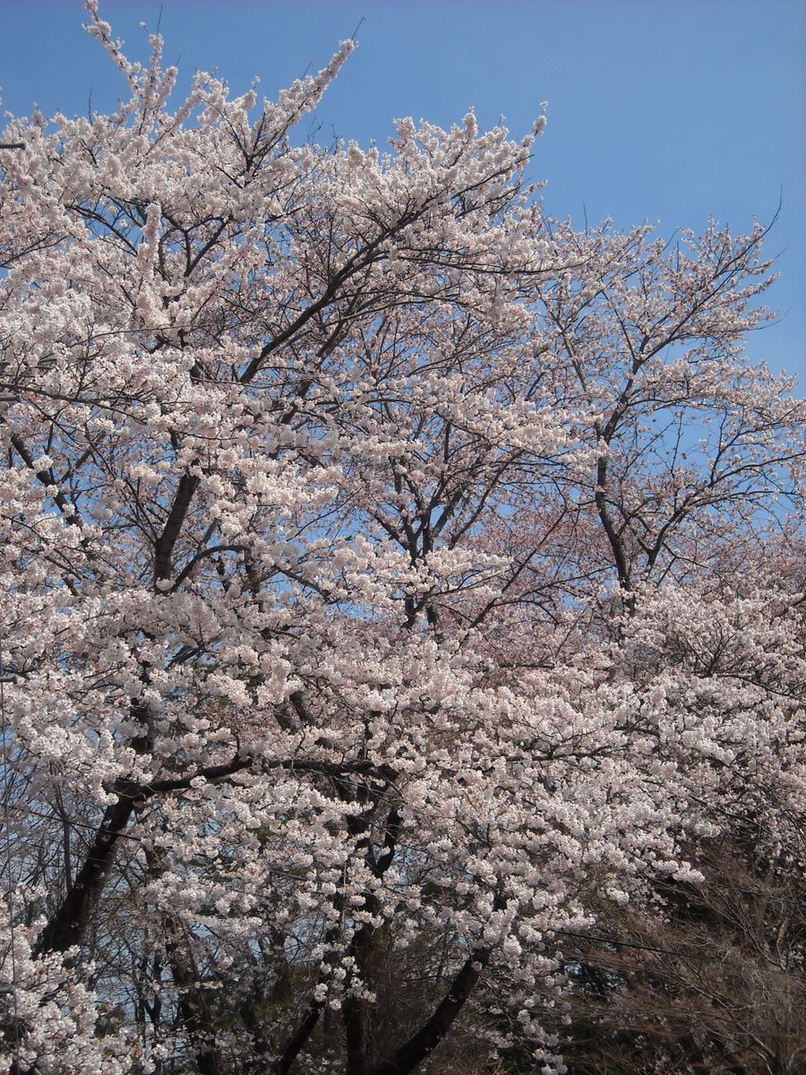 ４月のまとめ日記　　桜