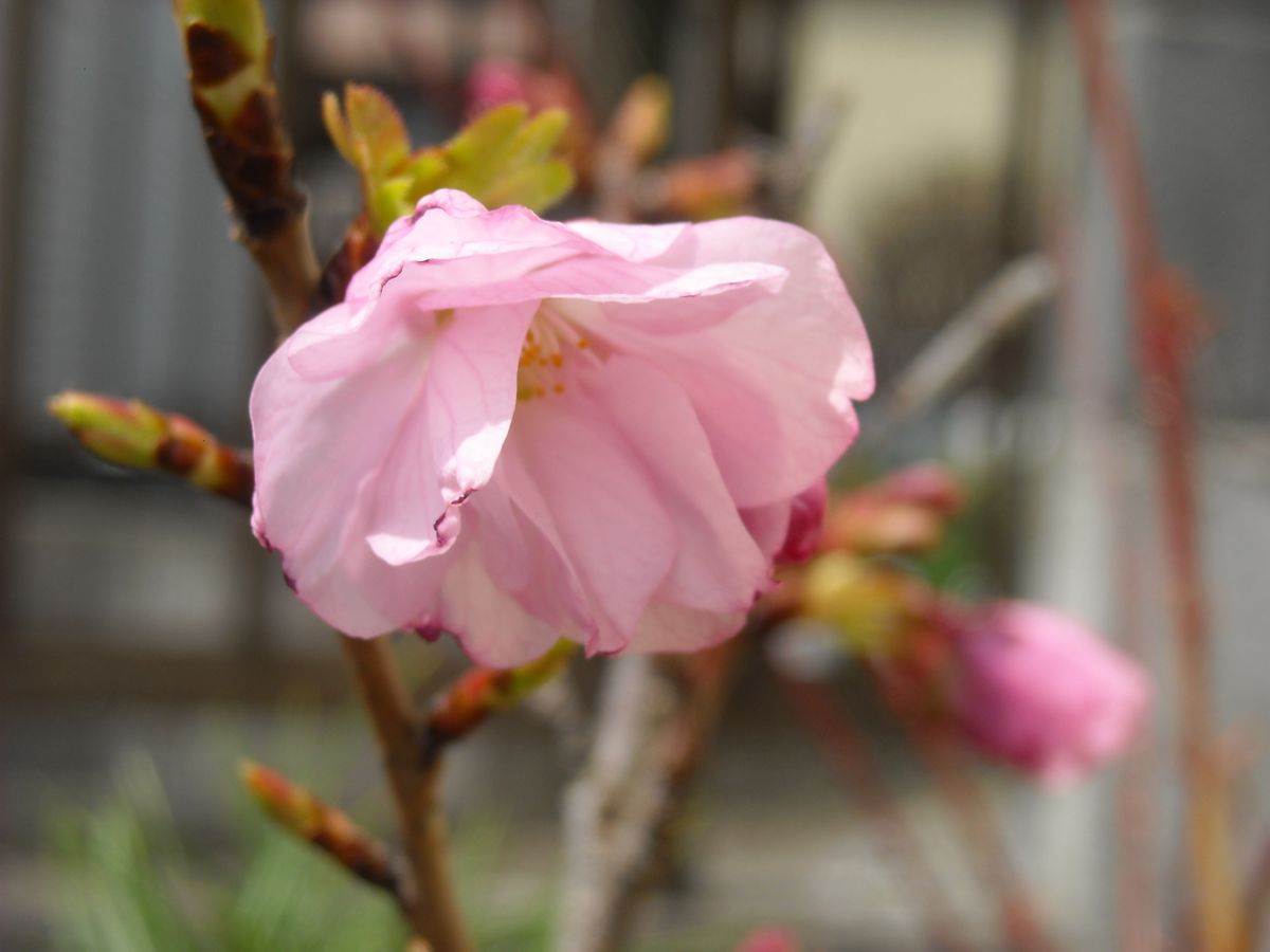 ４月のまとめ日記　　桜