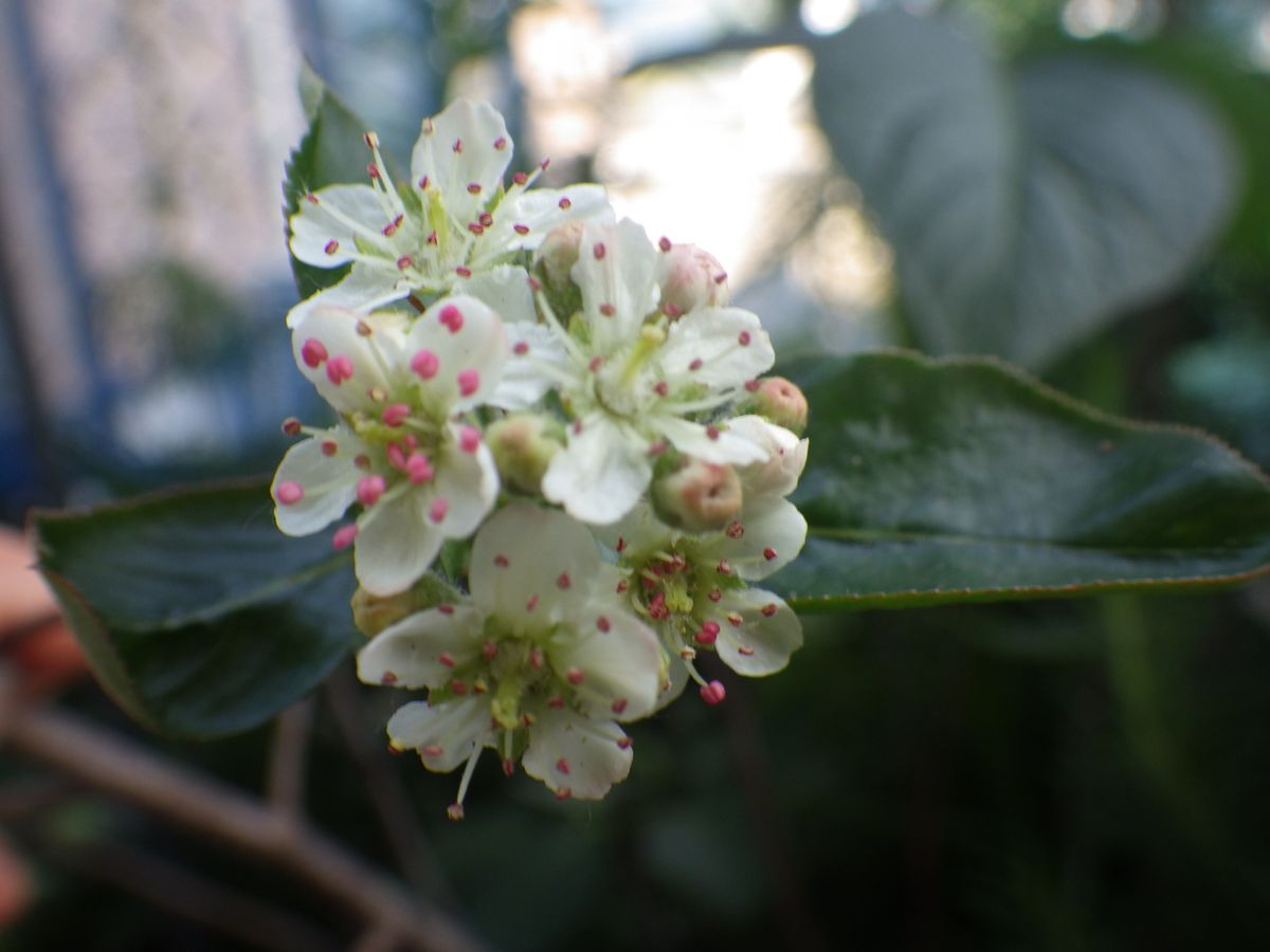 果樹の花