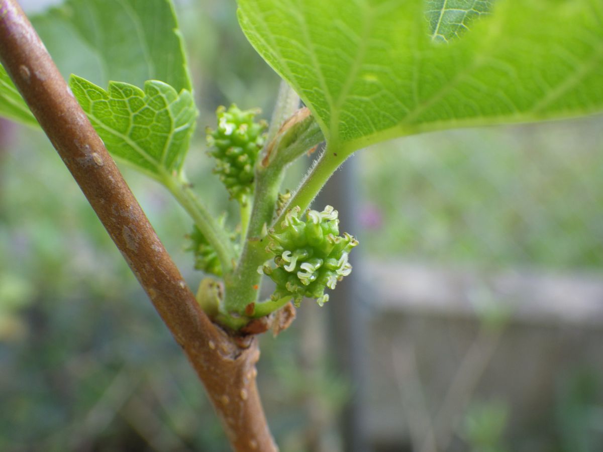 果樹の花