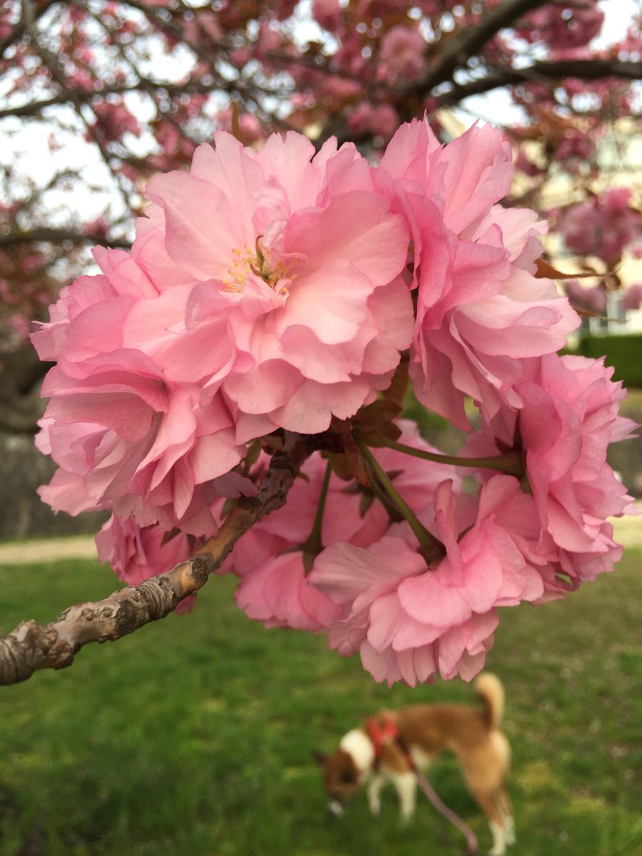 八重桜